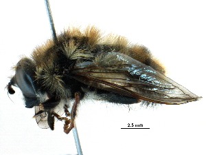  ( - BIOUG10539-D09)  @14 [ ] CreativeCommons - Attribution (2016) CBG Photography Group Centre for Biodiversity Genomics