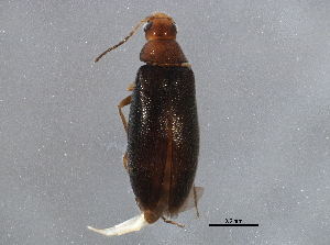  ( - BIOUG10818-H11)  @13 [ ] CreativeCommons - Attribution (2014) CBG Photography Group Centre for Biodiversity Genomics