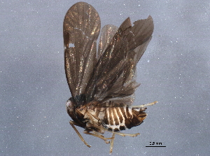  (Cedusa vulgaris - BIOUG11215-E08)  @14 [ ] CreativeCommons - Attribution (2014) CBG Photography Group Centre for Biodiversity Genomics