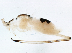  ( - BIOUG11290-A07)  @12 [ ] CreativeCommons - Attribution (2014) CBG Photography Group Centre for Biodiversity Genomics