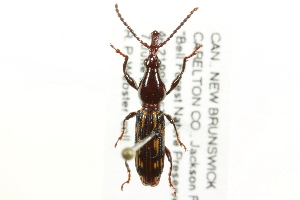  ( - CNC COLEO 00109845)  @13 [ ] CreativeCommons - Attribution (2011) CNC/CBG Photography Group Centre for Biodiversity Genomics