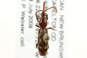  ( - CNC COLEO 00109846)  @13 [ ] CreativeCommons - Attribution (2011) CNC/CBG Photography Group Centre for Biodiversity Genomics