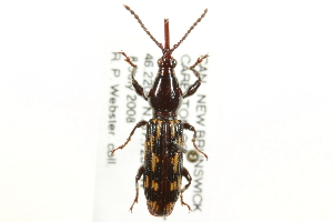  ( - CNC COLEO 00109847)  @14 [ ] CreativeCommons - Attribution (2011) CNC/CBG Photography Group Centre for Biodiversity Genomics