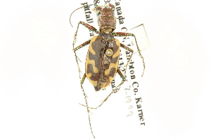  (Cicindela formosa - CNC COLEO 00117246)  @15 [ ] CreativeCommons - Attribution (2011) CNC/CBG Photography Group Centre for Biodiversity Genomics