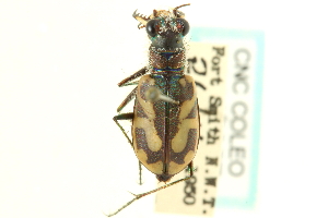  (Cicindela limbata hyperborea - CNC COLEO 00117257)  @11 [ ] CreativeCommons - Attribution (2011) CNC/CBG Photography Group Centre for Biodiversity Genomics