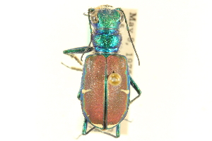  (Cicindela splendida cyanocephalata - CNC COLEO 00117267)  @12 [ ] CreativeCommons - Attribution (2011) CNC/CBG Photography Group Centre for Biodiversity Genomics