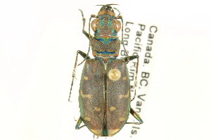  (Cicindela depressula - CNC COLEO 00117294)  @13 [ ] CreativeCommons - Attribution (2011) CNC/CBG Photography Group Centre for Biodiversity Genomics