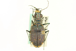  (Cicindela hirticollis - CNC COLEO 00117300)  @15 [ ] CreativeCommons - Attribution (2011) CNC/CBG Photography Group Centre for Biodiversity Genomics