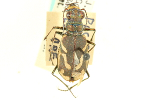  (Cicindela bellissima - CNC COLEO 00117311)  @11 [ ] CreativeCommons - Attribution (2011) CNC/CBG Photography Group Centre for Biodiversity Genomics