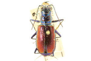  (Cicindela pulchra - CNC COLEO 00117334)  @12 [ ] CreativeCommons - Attribution (2011) CNC/CBG Photography Group Centre for Biodiversity Genomics
