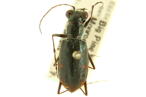  (Cicindela severa - CNC COLEO 00117368)  @11 [ ] CreativeCommons - Attribution (2011) CNC/CBG Photography Group Centre for Biodiversity Genomics