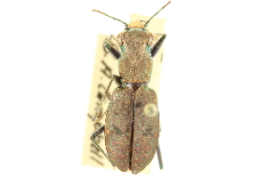  (Cicindela unipunctata - CNC COLEO 00117386)  @11 [ ] CreativeCommons - Attribution (2011) CNC/CBG Photography Group Centre for Biodiversity Genomics
