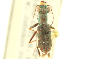  (Cicindela cursitans - CNC COLEO 00117387)  @11 [ ] CreativeCommons - Attribution (2011) CNC/CBG Photography Group Centre for Biodiversity Genomics