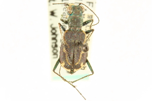  (Cicindela pusilla - CNC COLEO 00117397)  @11 [ ] CreativeCommons - Attribution (2011) CNC/CBG Photography Group Centre for Biodiversity Genomics