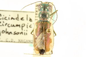  (Cicindela circumpicta - CNC COLEO 00117401)  @11 [ ] CreativeCommons - Attribution (2011) CNC/CBG Photography Group Centre for Biodiversity Genomics