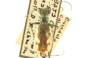  (Cicindela californica - CNC COLEO 00117407)  @11 [ ] CreativeCommons - Attribution (2011) CNC/CBG Photography Group Centre for Biodiversity Genomics