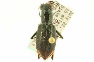  (Cicindela striga - CNC COLEO 00117411)  @11 [ ] CreativeCommons - Attribution (2011) CNC/CBG Photography Group Centre for Biodiversity Genomics