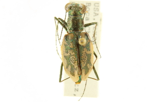  (Cicindela hamata - CNC COLEO 00117514)  @11 [ ] CreativeCommons - Attribution (2011) CNC/CBG Photography Group Centre for Biodiversity Genomics
