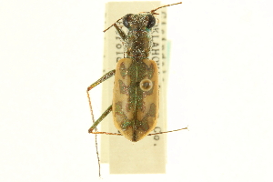  (Cicindela macra - CNC COLEO 00117520)  @11 [ ] CreativeCommons - Attribution (2011) CNC/CBG Photography Group Centre for Biodiversity Genomics