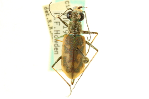  (Cicindela sperata sperata - CNC COLEO 00117521)  @11 [ ] CreativeCommons - Attribution (2011) CNC/CBG Photography Group Centre for Biodiversity Genomics