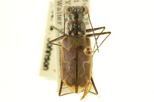  (Cicindela sperata - CNC COLEO 00117522)  @11 [ ] CreativeCommons - Attribution (2011) CNC/CBG Photography Group Centre for Biodiversity Genomics