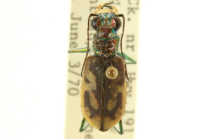  (Cicindela arenicola - CNC COLEO 00117523)  @11 [ ] CreativeCommons - Attribution (2011) CNC/CBG Photography Group Centre for Biodiversity Genomics