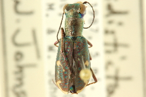  (Cicindela arizonensis - CNC COLEO 00117535)  @13 [ ] CreativeCommons - Attribution (2011) CNC/CBG Photography Group Centre for Biodiversity Genomics