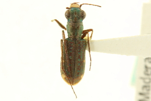  (Cicindela viridisticta - CNC COLEO 00117536)  @13 [ ] CreativeCommons - Attribution (2011) CNC/CBG Photography Group Centre for Biodiversity Genomics