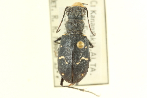  (Cicindela montana - CNC COLEO 00117540)  @11 [ ] CreativeCommons - Attribution (2011) CNC/CBG Photography Group Centre for Biodiversity Genomics