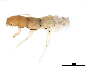  ( - CNCAD_0028)  @11 [ ] CreativeCommons - Attribution (2019) CBG Photography Group Centre for Biodiversity Genomics