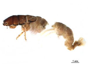  ( - CNCAD_0071)  @11 [ ] CreativeCommons - Attribution (2019) CBG Photography Group Centre for Biodiversity Genomics