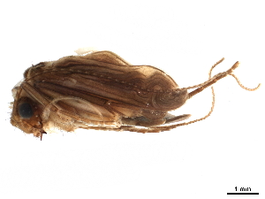  ( - CNCAD_0148b)  @11 [ ] CreativeCommons - Attribution (2019) CBG Photography Group Centre for Biodiversity Genomics
