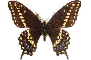  (Papilio machaon hudsonianus - CCDB-24271-G01)  @14 [ ] CreativeCommons - Attribution (2014) CBG Photography Group Centre for Biodiversity Genomics
