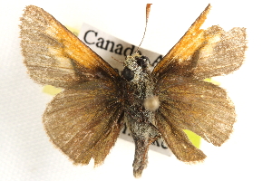  ( - BIOUG10888-B04)  @13 [ ] CreativeCommons - Attribution (2014) CBG Photography Group Centre for Biodiversity Genomics
