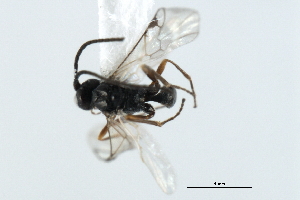  ( - CBRA0096)  @11 [ ] CreativeCommons - Attribution (2009) CBG Photography Group Centre for Biodiversity Genomics