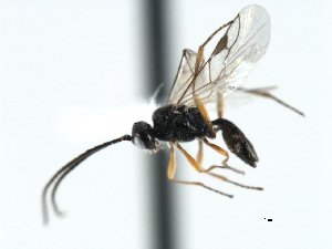  ( - CBRA0097)  @12 [ ] CreativeCommons - Attribution (2009) CBG Photography Group Centre for Biodiversity Genomics