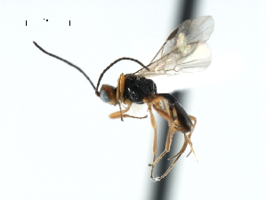  ( - CBRA0103)  @13 [ ] CreativeCommons - Attribution (2009) CBG Photography Group Centre for Biodiversity Genomics
