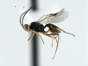  ( - CBRA0104)  @13 [ ] CreativeCommons - Attribution (2009) CBG Photography Group Centre for Biodiversity Genomics
