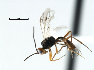  ( - CBRA0105)  @12 [ ] CreativeCommons - Attribution (2009) CBG Photography Group Centre for Biodiversity Genomics