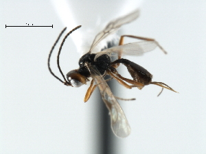  ( - CBRA0106)  @12 [ ] CreativeCommons - Attribution (2009) CBG Photography Group Centre for Biodiversity Genomics
