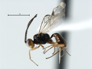  ( - CBRA0107)  @11 [ ] CreativeCommons - Attribution (2009) CBG Photography Group Centre for Biodiversity Genomics