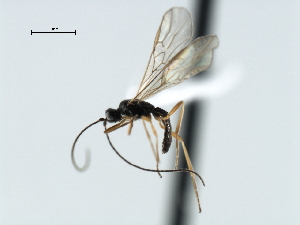  ( - CBRA0124)  @12 [ ] CreativeCommons - Attribution (2009) CBG Photography Group Centre for Biodiversity Genomics