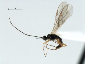  ( - CBRA0125)  @12 [ ] CreativeCommons - Attribution (2009) CBG Photography Group Centre for Biodiversity Genomics