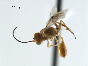  ( - CBRA0202)  @11 [ ] CreativeCommons - Attribution (2009) CBG Photography Group Centre for Biodiversity Genomics