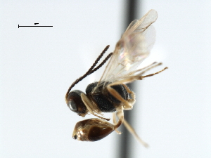  ( - CBRA0205)  @11 [ ] CreativeCommons - Attribution (2009) CBG Photography Group Centre for Biodiversity Genomics