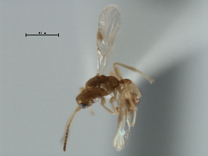  ( - CBRA0282)  @11 [ ] CreativeCommons - Attribution (2009) CBG Photography Group Centre for Biodiversity Genomics