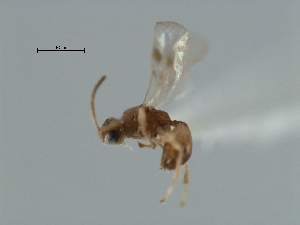  ( - CBRA0283)  @11 [ ] CreativeCommons - Attribution (2009) CBG Photography Group Centre for Biodiversity Genomics