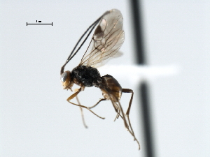  ( - CBRA0292)  @14 [ ] CreativeCommons - Attribution (2009) CBG Photography Group Centre for Biodiversity Genomics