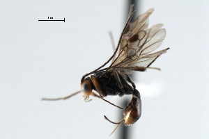  ( - CBRA0295)  @12 [ ] CreativeCommons - Attribution (2009) CBG Photography Group Centre for Biodiversity Genomics