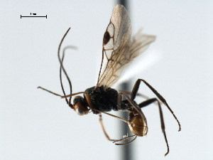  ( - CBRA0296)  @11 [ ] CreativeCommons - Attribution (2009) CBG Photography Group Centre for Biodiversity Genomics